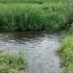 夏の風物詩「ハス」